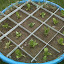 Mini2Go's Upper Pool garden