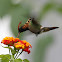 Tufted Coquette