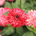 Dahlia