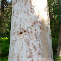 Scribbly Gum