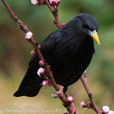 Spotless Starling; Estornino Negro