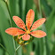Blackberry Lily