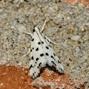Spotted peppergrass moth