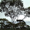 Griffith's Grey Gum