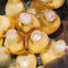 Sea Squirts