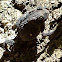 American Toad