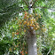 Queen Palm Tree