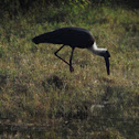 Woolly-necked Stork