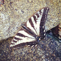 Western Tiger Swallowtail