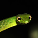 Oriental Whipsnake