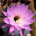 Hedgehog Cacti