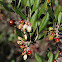 Mission Manzanita