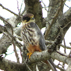 Eurasian Hobby