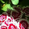 tonia.mike