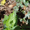 Pond or Narrow-winged Damselfly
