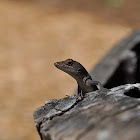 Green Anole
