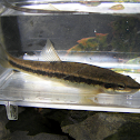 Eastern Blacknose Dace