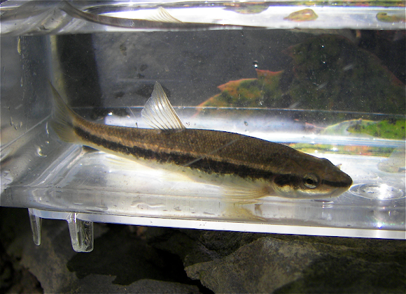 Spotting Image 1
