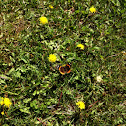Red Admiral Butterfly