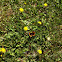 Red Admiral Butterfly