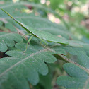Grasshopper