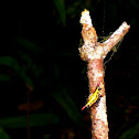 Doria's Spiny spider