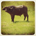 Cape Buffalo
