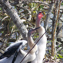 Anhinga