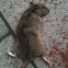 Brown Rat