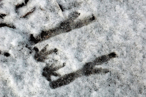 wallaby tracks sandals