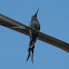 Swallow-tailed Hummingbird