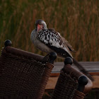 Red-billed hornbill