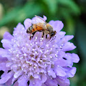 Honey bee