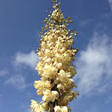 Chaparral Yucca