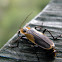locust borer?