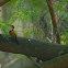 Common golden backed