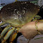 Dungeness crab