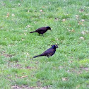 Brewer's blackbird