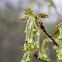 Maple Bud