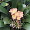 Clivia