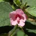 Hibiscus Burr