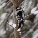 Downy Woodpecker