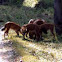 Dhole