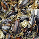 California Mussel