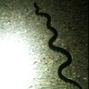 Common Kingsnake