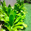Ti leaf, Kalo, Palapalai