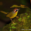 Rufous-capped Warbler