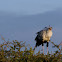 Secretary Bird