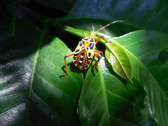 Spotting Image 1