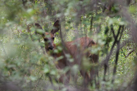 Spotting Image 1